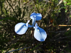 Moraea tripetala