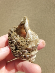Austrofusus glans