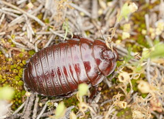 Geoscapheus dilatatus