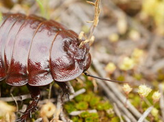 Geoscapheus dilatatus