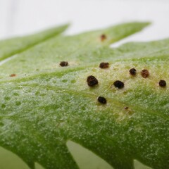 Puccinia tanaceti