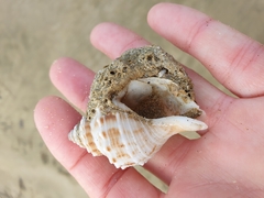 Austrofusus glans