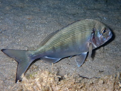 Sparus auratus