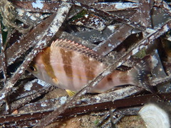 Spondyliosoma cantharus