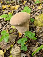Lycoperdon excipuliforme