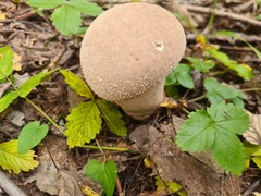 Lycoperdon excipuliforme