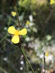 Xyris fimbriata