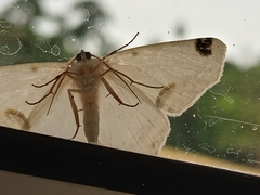 Sericoptera