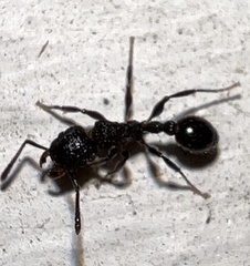 Tetramorium