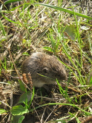 Microtus
