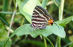 Cigaritis lohita