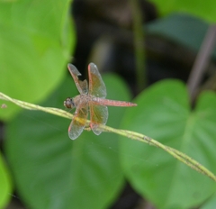 Brachythemis contaminata