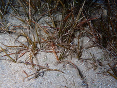 Cymodocea nodosa