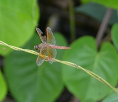 Brachythemis contaminata