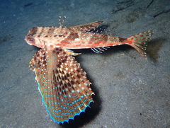 Dactylopterus volitans