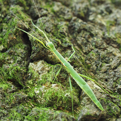 Micadina phluctainoides