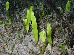 Caulerpa prolifera