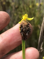 Xyris fimbriata