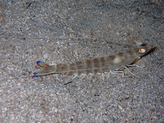 Penaeus kerathurus
