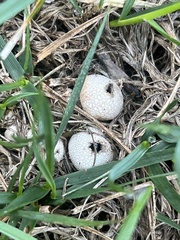 Lycoperdon
