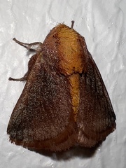 Limacodidae