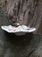 Ganoderma applanatum image