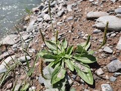 Plantago depressa