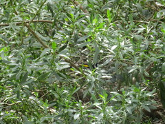 Phylidonyris novaehollandiae