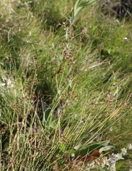 Juncus rugulosus
