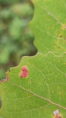 Aceria varia