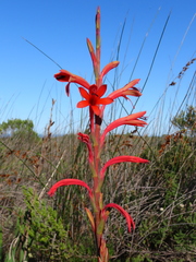Watsonia meriana