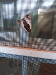 Catocala ultronia