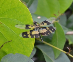 Rhyothemis variegata