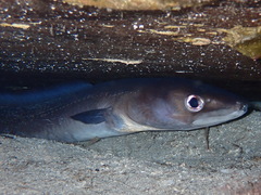Conger conger