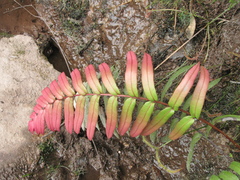 Blechnum