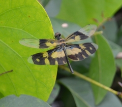 Rhyothemis variegata