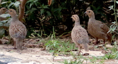 Ortygornis pondicerianus