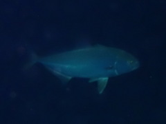Seriola dumerili