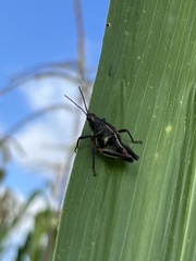 Sphenarium purpurascens