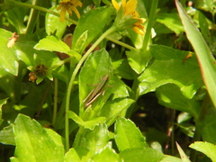 Spathosternum prasiniferum