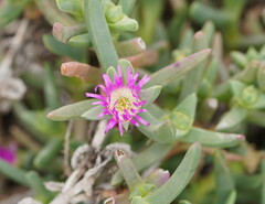 Carpobrotus modestus