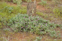Carpobrotus modestus