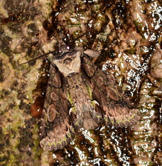 Allophyes oxyacanthae