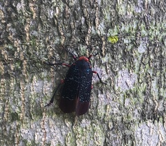 Kalidasa lanata
