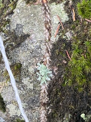 Hypogymnia physodes