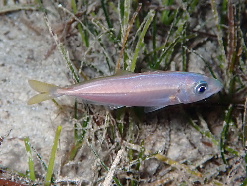 Mediterranean Horse Mackerel