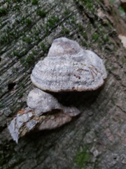 Fomes fomentarius