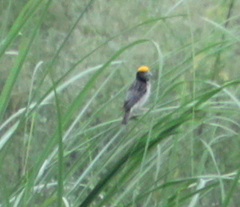 Ploceus benghalensis