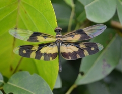 Rhyothemis variegata