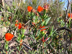 Lampranthus glaucoides